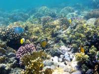 Chaeton austriacus, Polypen-Falterfisch, Chromis viridis, Schwalbenschw&auml;nzchen. Rotes Meer, Gorgonia Beach