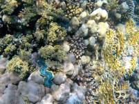 Tridacna maxima, Riesenmuschel. Rotes Meer, Gorgonia Beach