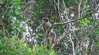 Brauner Lemur